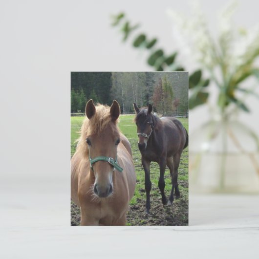 Briefkaart van paarden (Staand voorkant)
