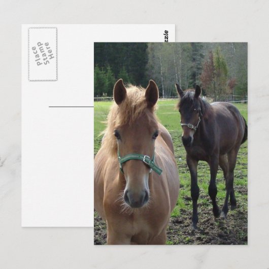 Briefkaart van paarden (Voorkant / Achterkant)