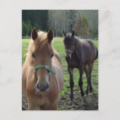 Briefkaart van paarden (Voorkant)