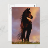 Briefkaart van paarden (Voorkant / Achterkant)