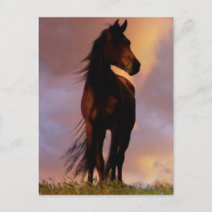 Briefkaart van paarden