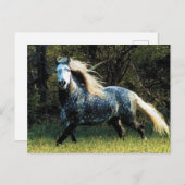 Briefkaart van paarden (Voorkant / Achterkant)