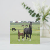 Briefkaart van paarden (Staand voorkant)
