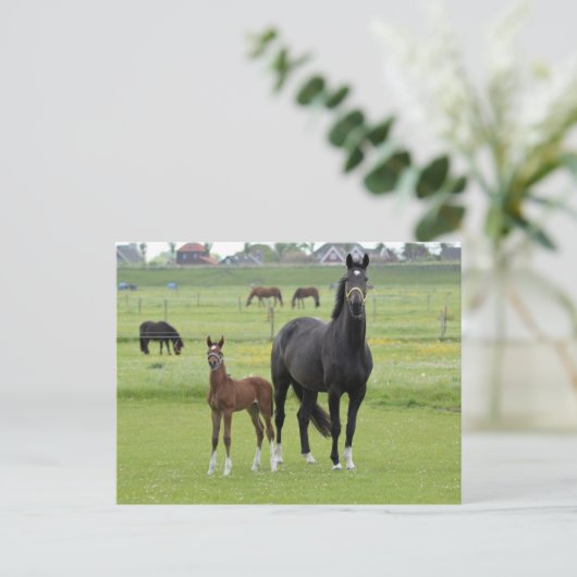 Briefkaart van paarden (Staand voorkant)