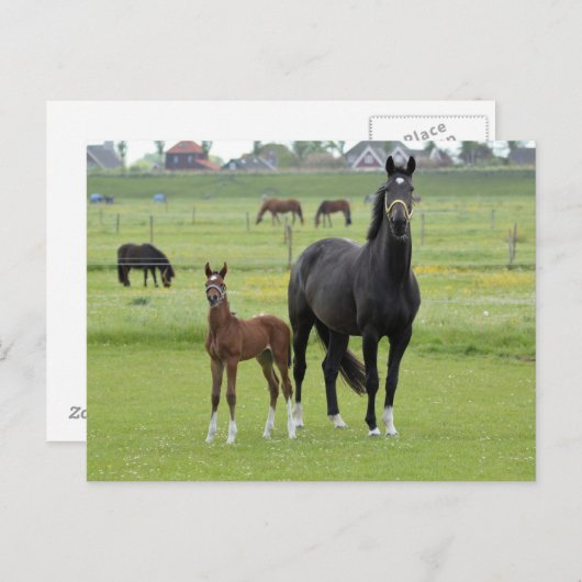 Briefkaart van paarden (Voorkant / Achterkant)