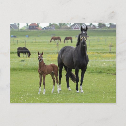Briefkaart van paarden (Voorkant)