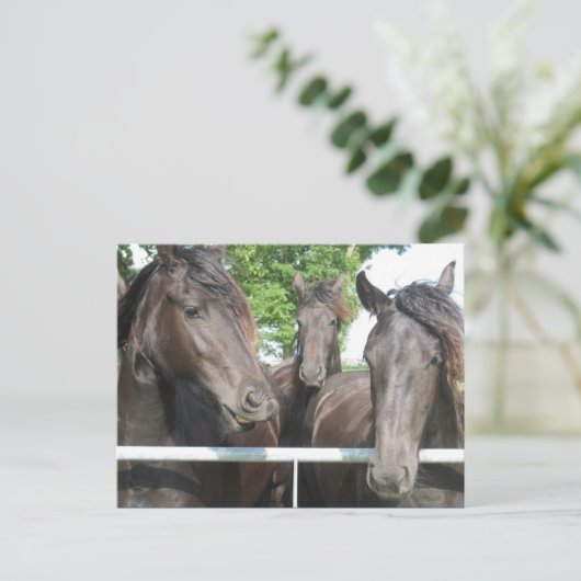 Briefkaart van paarden (Staand voorkant)