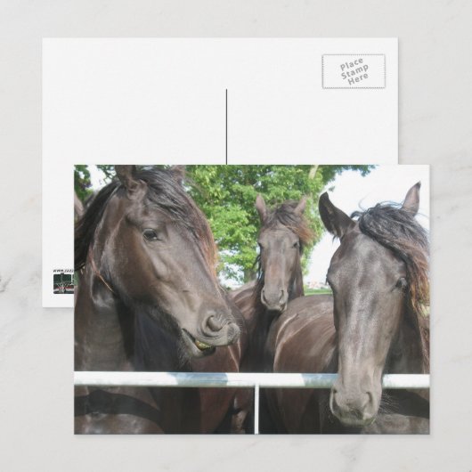Briefkaart van paarden (Voorkant / Achterkant)