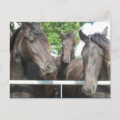 Briefkaart van paarden (Voorkant)
