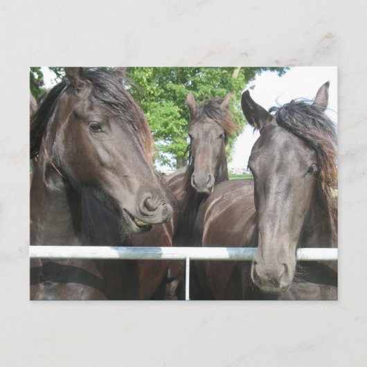 Briefkaart van paarden (Voorkant)