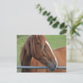 Briefkaart van paarden 1 (Staand voorkant)