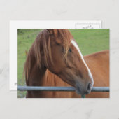 Briefkaart van paarden 1 (Voorkant / Achterkant)