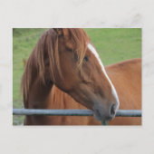 Briefkaart van paarden 1 (Voorkant)