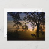 Briefkaart van paarden en eikenbomen (Voorkant / Achterkant)