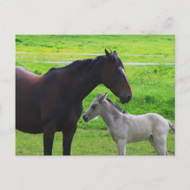 Briefkaart van paardenpest