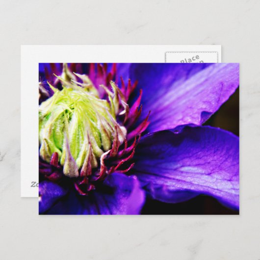 Briefkaart van Paarse bloem (Voorkant / Achterkant)