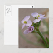 Briefkaart van paarse bloemen (Voorkant / Achterkant)