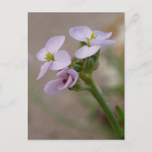 Briefkaart van paarse bloemen (Voorkant)