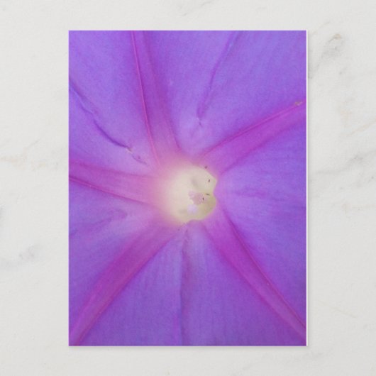 briefkaart van Paarse bloemen (Voorkant)