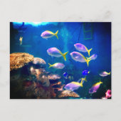 Briefkaart van Paarse en gele vis (Voorkant)