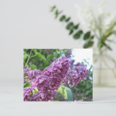 briefkaart van paarse lilacs (Staand voorkant)