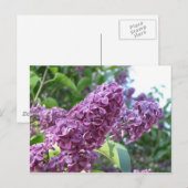 briefkaart van paarse lilacs (Voorkant / Achterkant)