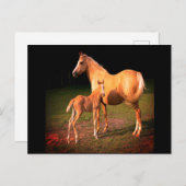 Briefkaart van Palomino-paarden en -kouten (Voorkant / Achterkant)