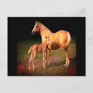 Briefkaart van Palomino-paarden en -kouten