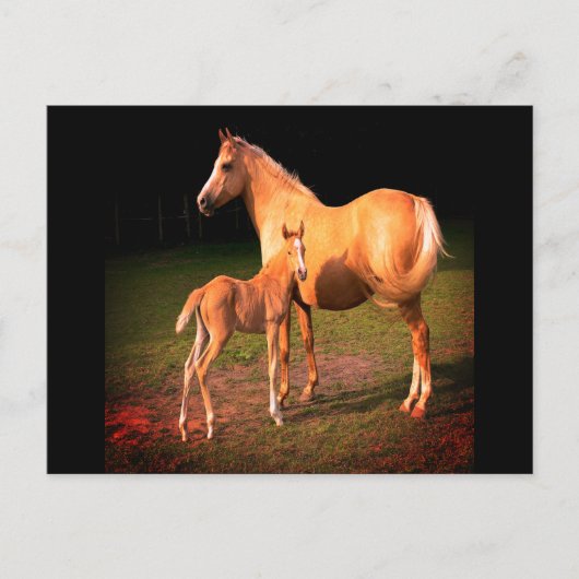 Briefkaart van Palomino-paarden en -kouten (Voorkant)