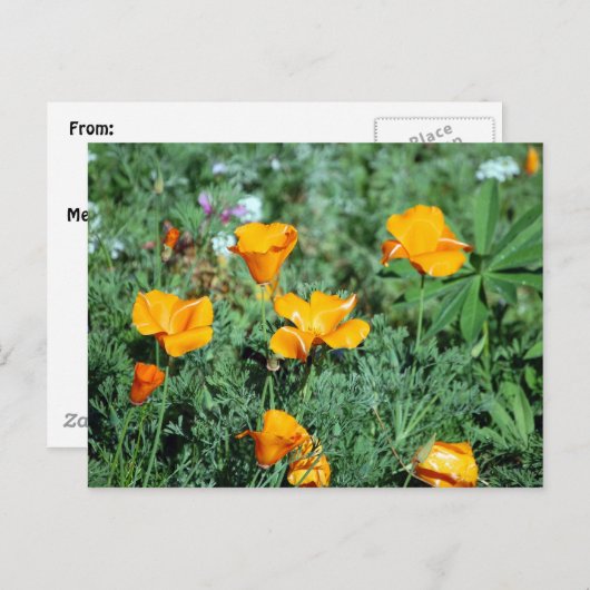 Briefkaart van papaver (Voorkant / Achterkant)