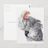 Briefkaart van papegaai (Voorkant / Achterkant)