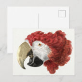 Briefkaart van papegaai (Voorkant / Achterkant)