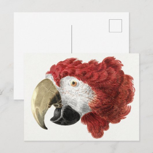 Briefkaart van papegaai (Voorkant / Achterkant)