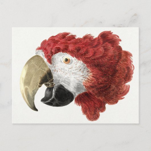 Briefkaart van papegaai (Voorkant)