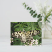 Briefkaart van papiermijt (Staand voorkant)