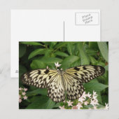 Briefkaart van papiermijt (Voorkant / Achterkant)