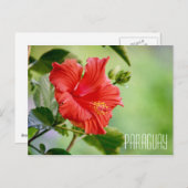 Briefkaart van Paraguay hibiscus flower (Voorkant / Achterkant)