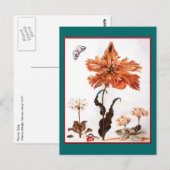 Briefkaart van Parrot Tulip (Voorkant / Achterkant)