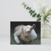 Briefkaart van pasgeboren kind (Staand voorkant)