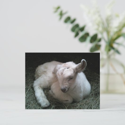 Briefkaart van pasgeboren kind (Staand voorkant)