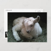 Briefkaart van pasgeboren kind (Voorkant / Achterkant)