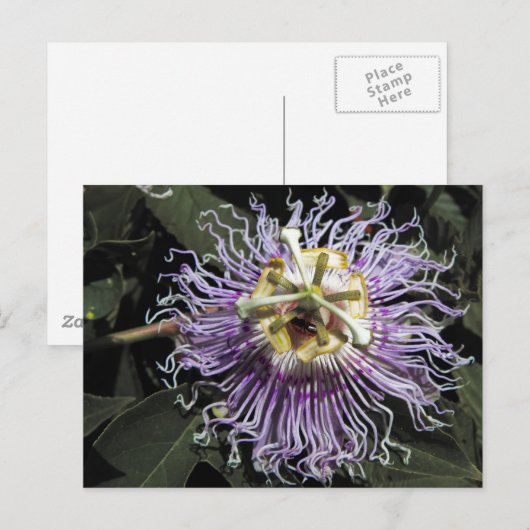 Briefkaart van passionbloem (Voorkant / Achterkant)