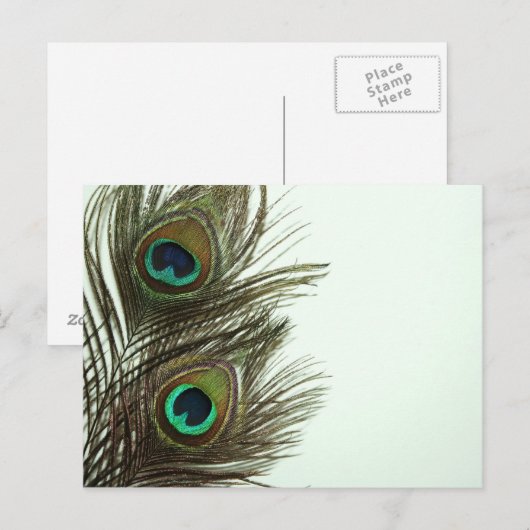 Briefkaart van pauwveren (Voorkant / Achterkant)