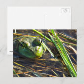 Briefkaart van pekelkikker (Voorkant / Achterkant)