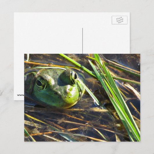 Briefkaart van pekelkikker (Voorkant / Achterkant)