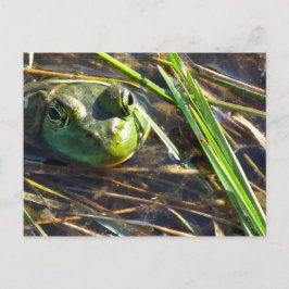 Briefkaart van pekelkikker