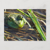 Briefkaart van pekelkikker (Voorkant)