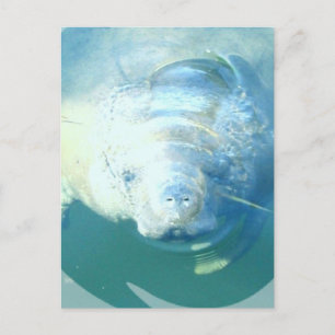 Briefkaart van Peking Manatee