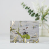 Briefkaart van Pennant Dragonfly (Staand voorkant)
