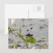 Briefkaart van Pennant Dragonfly (Voorkant / Achterkant)